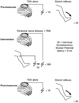 Paired Associative Stimulation Targeting the Tibialis Anterior Muscle using either Mono or Biphasic Transcranial Magnetic Stimulation